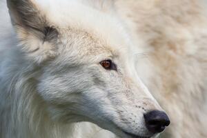 Dorosły biały wilk brązowe oczy trawa Fototapeta Dorosły biały wilk brązowe oczy trawa