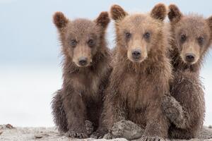 Trzy małe niedźwiedzie Okleina ścienna Trzy małe niedźwiedzie