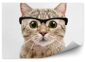 Portret kot okulary zielone oczy białe tło Fototapeta Portret kot okulary zielone oczy białe tło