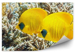 Żółte rybki wśród koralowców Okleina ścienna Żółte rybki wśród koralowców