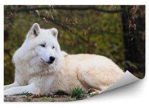 Biały wilk odpoczynek las trawa jesień Fototapeta Biały wilk odpoczynek las trawa jesień