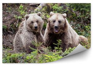 Dwa niedźwiedzie w lesie Okleina ścienna Dwa niedźwiedzie w lesie