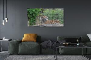 Obraz na szkle Las tygrys
