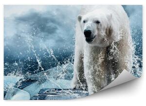 Niedźwiedź polarny na lodzie wśród kropel wody Okleina ścienna Niedźwiedź polarny na lodzie wśród kropel wody