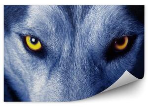 Zbliżenie żółte oczy wilka niebieski odcień Fototapeta Zbliżenie żółte oczy wilka niebieski odcień