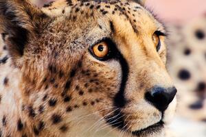 Zbliżenie na pysk geparda Okleina ścienna Zbliżenie na pysk geparda