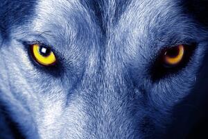 Zbliżenie żółte oczy wilka niebieski odcień Fototapeta Zbliżenie żółte oczy wilka niebieski odcień