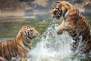 Tygrysy bawiące się w wodzie Fototapeta Tygrysy bawiące się w wodzie