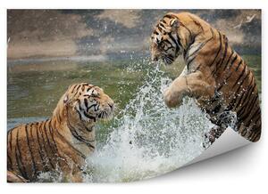 Tygrysy bawiące się w wodzie Fototapeta Tygrysy bawiące się w wodzie