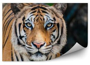 Wielki Tygrys bengalski Fototapeta Wielki Tygrys bengalski
