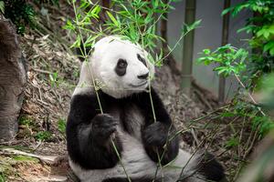 Panda trzymająca liście bambusa Okleina ścienna Panda trzymająca liście bambusa