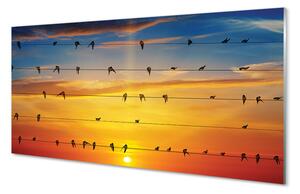 Obraz na szkle Ptaki na linach zachód słońca