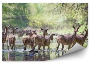 Stado jeleni brodzące w wodzie Okleina ścienna Stado jeleni brodzące w wodzie