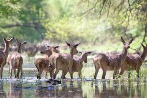 Stado jeleni brodzące w wodzie Okleina ścienna Stado jeleni brodzące w wodzie