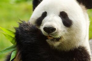 Panda jedząca liście Okleina ścienna Panda jedząca liście
