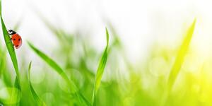 Zielona trawa krople rosy biedronka natura zwierzę Okleina ścienna Zielona trawa krople rosy biedronka natura zwierzę