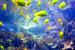 Żółte rybki zwierzątka tropikalna kolorowa rafa Okleina ścienna Żółte rybki zwierzątka tropikalna kolorowa rafa