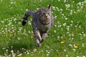 Kot biegnący po łące kwiaty lato Okleina ścienna Kot biegnący po łące kwiaty lato