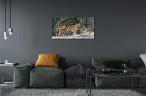 Obraz na szkle Dżungla tygrys