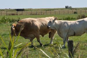 Krowy łąka trawa zwierzęta Okleina ścienna Krowy łąka trawa zwierzęta