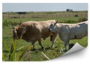Krowy łąka trawa zwierzęta Okleina ścienna Krowy łąka trawa zwierzęta