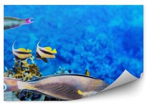 Morze Koralowe ryby zwierzęta Okleina na ścianę Morze Koralowe ryby zwierzęta