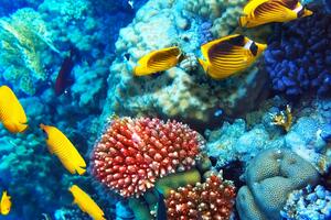Żółte ryby Morze Czerwone koralowiec Okleina na ścianę Żółte ryby Morze Czerwone koralowiec