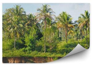 Tropikalny las i palmy na brzegu rzeki Fototapeta na ścianę Tropikalny las i palmy na brzegu rzeki