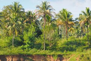 Tropikalny las i palmy na brzegu rzeki Fototapeta na ścianę Tropikalny las i palmy na brzegu rzeki