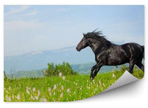 Czarny koń kwietna łąka zieleń wzgórza Okleina ścienna Czarny koń kwietna łąka zieleń wzgórza
