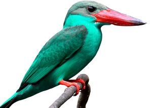 Egzotyczny zielony ptak zwierzę Okleina ścienna Egzotyczny zielony ptak zwierzę