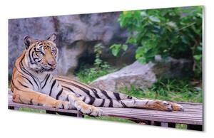 Obraz na szkle Tygrys w zoo