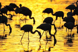 Flamingi o świcie na jeziorze Nakuru Okleina ścienna Flamingi o świcie na jeziorze Nakuru