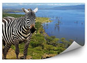 Zwierzę Kenia zebra Park Narodowy Okleina ścienna Zwierzę Kenia zebra Park Narodowy