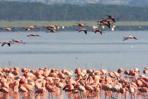 Różowe flamingi stado woda zwierzęta Okleina ścienna Różowe flamingi stado woda zwierzęta
