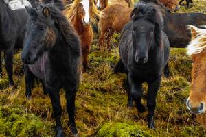 Konie trawa zwierzęta Islandia Okleina ścienna Konie trawa zwierzęta Islandia
