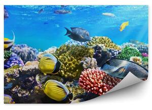 Koral ryby zwierzęta podwodny świat Okleina ścienna Koral ryby zwierzęta podwodny świat