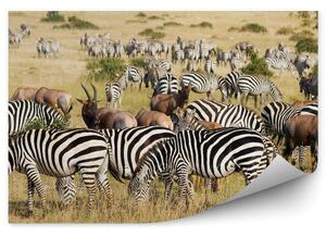 Wielka migracja Park Narodowy zwierzęta zebry Okleina ścienna Wielka migracja Park Narodowy zwierzęta zebry