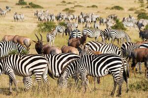 Wielka migracja Park Narodowy zwierzęta zebry Okleina ścienna Wielka migracja Park Narodowy zwierzęta zebry