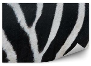 Czarno-białe pasy futro zebra Fototapeta samoprzylepna Czarno-białe pasy futro zebra