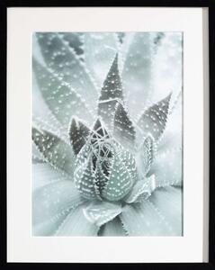 Obraz Succulents III 40x50cm