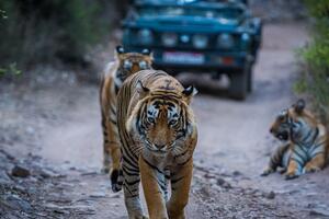 Tygrysy ścieżka zieleń natura zwierzęta podróże turyści Okleina ścienna Tygrysy ścieżka zieleń natura zwierzęta podróże turyści