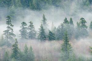 Las deszczowy drzewa mgła Okleina ścienna las deszczowy drzewa mgła