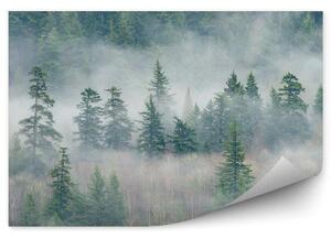 Las deszczowy drzewa mgła Okleina ścienna las deszczowy drzewa mgła