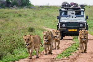 Zieleń natura zwierzęta safari lwice Okleina ścienna Zieleń natura zwierzęta safari lwice