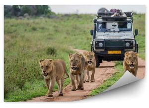 Zieleń natura zwierzęta safari lwice Okleina ścienna Zieleń natura zwierzęta safari lwice