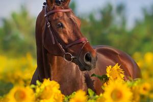 Koń pole słoneczników kwiaty Fototapeta koń pole słoneczników kwiaty