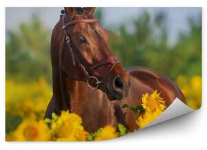 Koń pole słoneczników kwiaty Fototapeta koń pole słoneczników kwiaty
