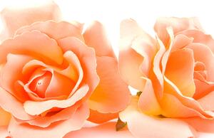 Pomarańczowe róże białe tło Fototapeta na ścianę pomarańczowe róże białe tło