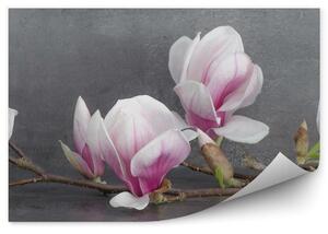 Kwiaty magnolii beton tło Okleina ścienna kwiaty magnolii beton tło
